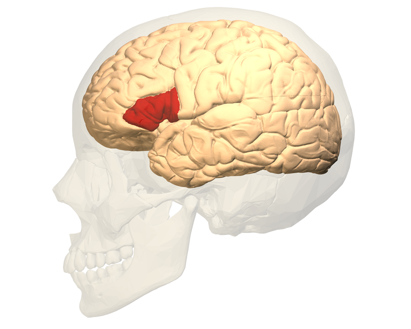 Broca's area