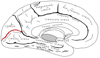 Calcarine sulcus
