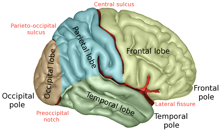 Central sulcus