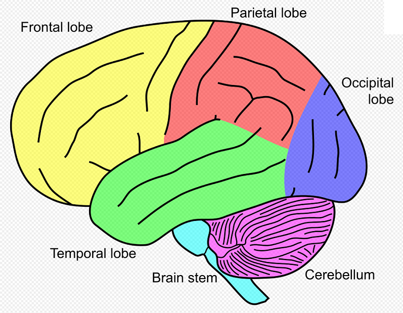 Cerebellum