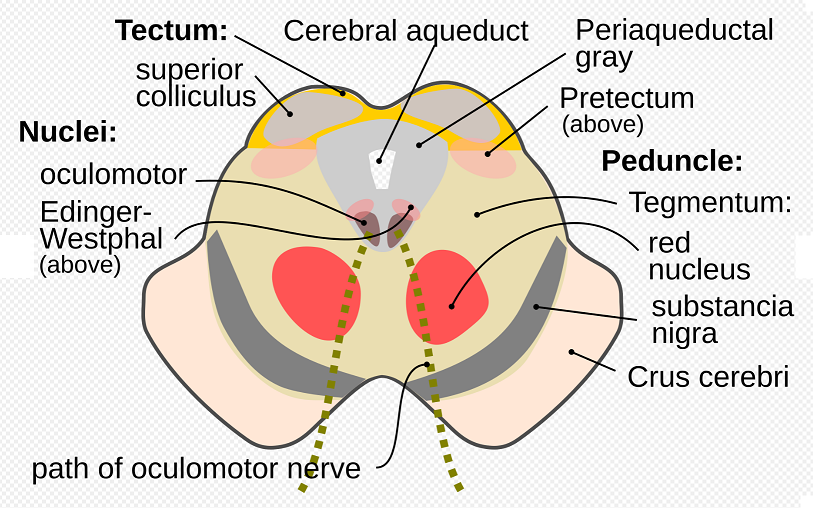 Cerebral peduncle