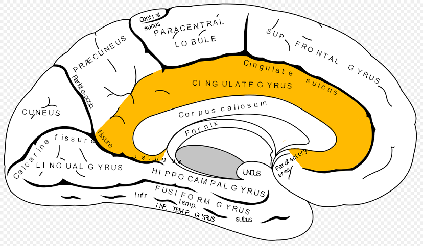 Cingulate gyrus