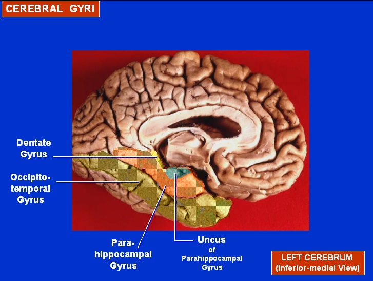 Dentate gyrus