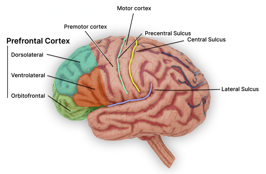 Dorsolateral prefrontal cortex