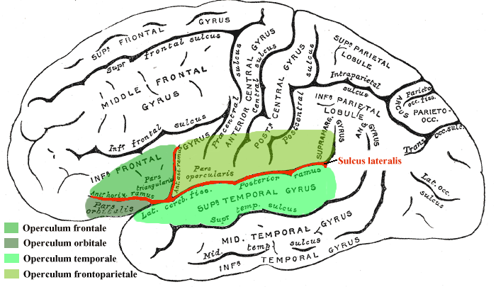 Frontal operculum