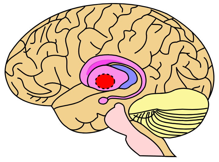 Globus pallidus