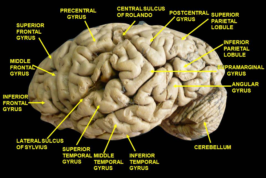 Inferior parietal lobule