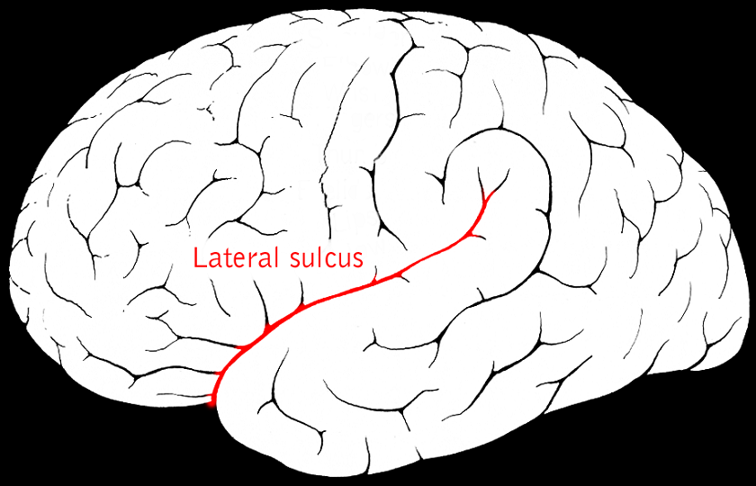 Lateral sulcus