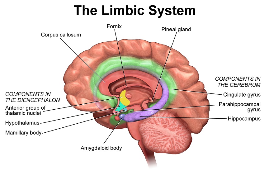 Limbic system