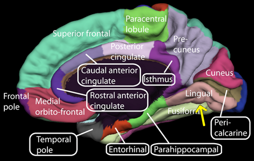 Lingual gyrus