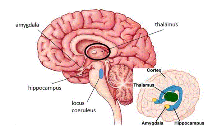 Locus coeruleus