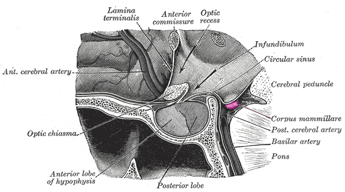 Mammillary bodies