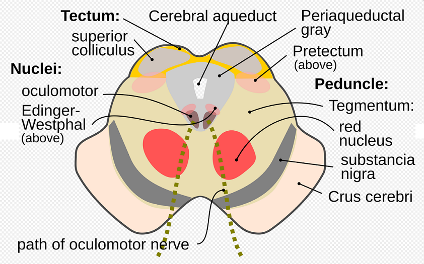 Midbrain