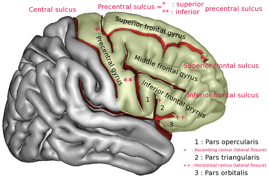 Middle frontal gyrus