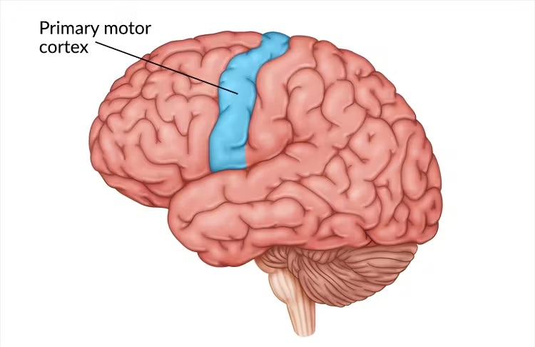 Motor cortex