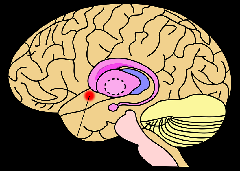 Nucleus accumbens