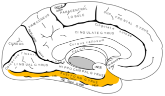 Occipitotemporal gyrus