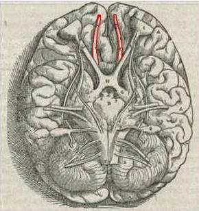 Olfactory bulb