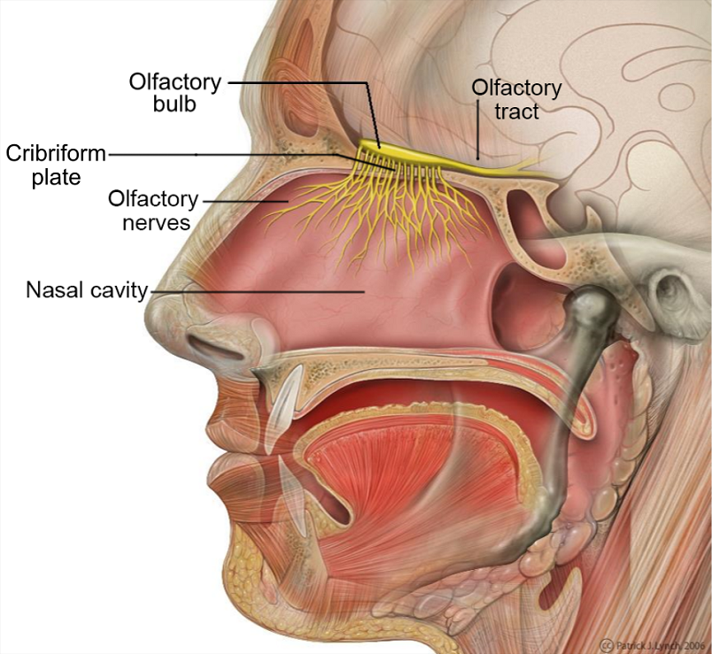 Olfactory cortex