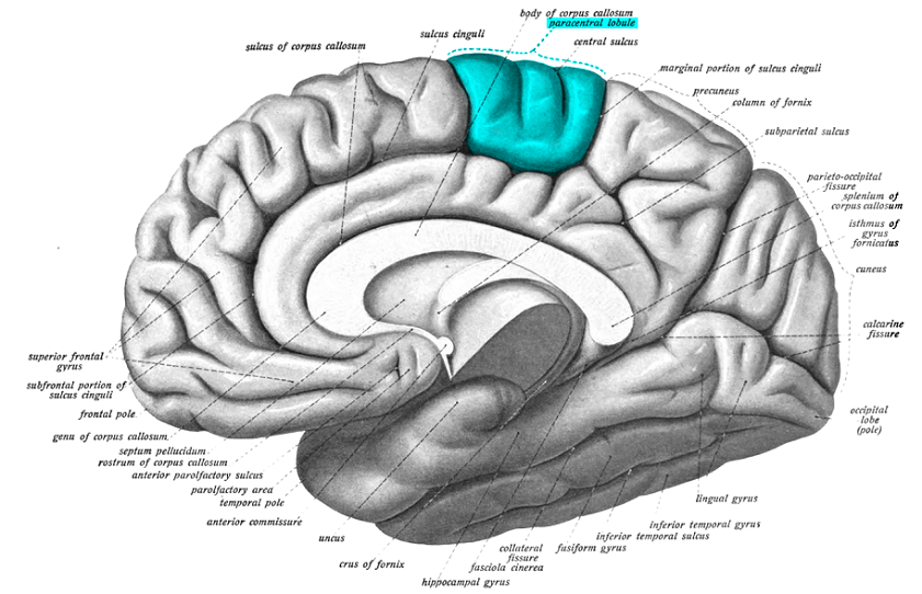 Paracentral lobule