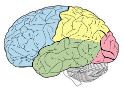 Parietal lobe