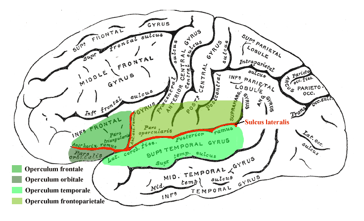 Parietal operculum