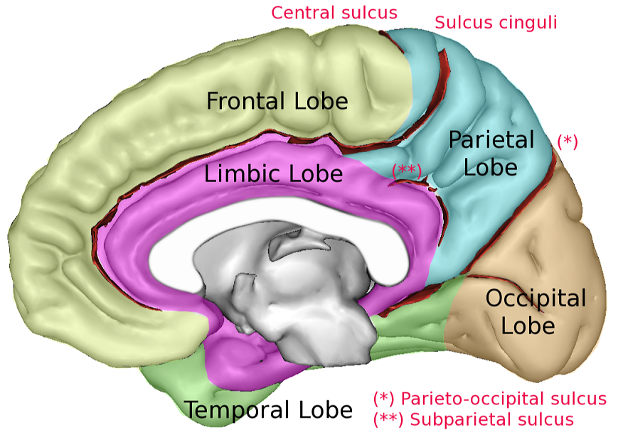 Parieto-occipital sulcus