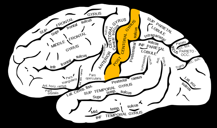 Postcentral gyrus
