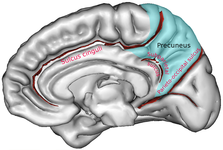 Precuneus