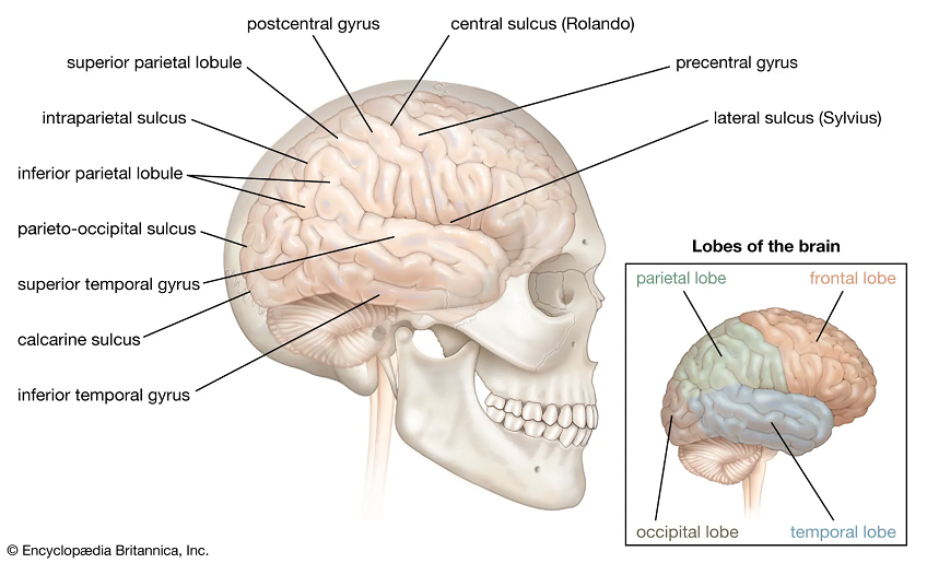 Premotor cortex
