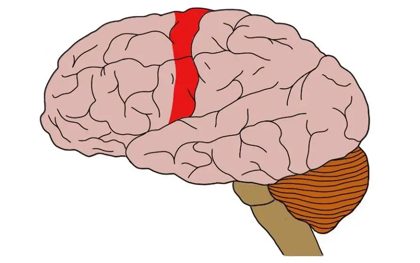 Primary motor cortex