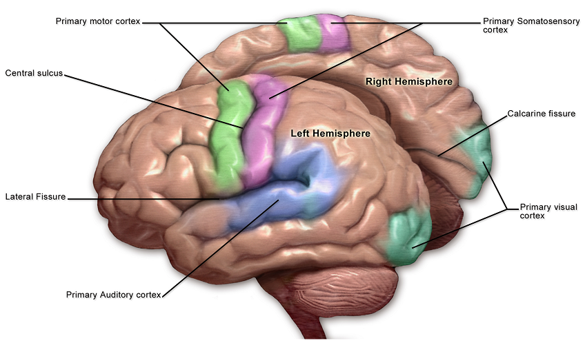 Primary somatosensory cortex