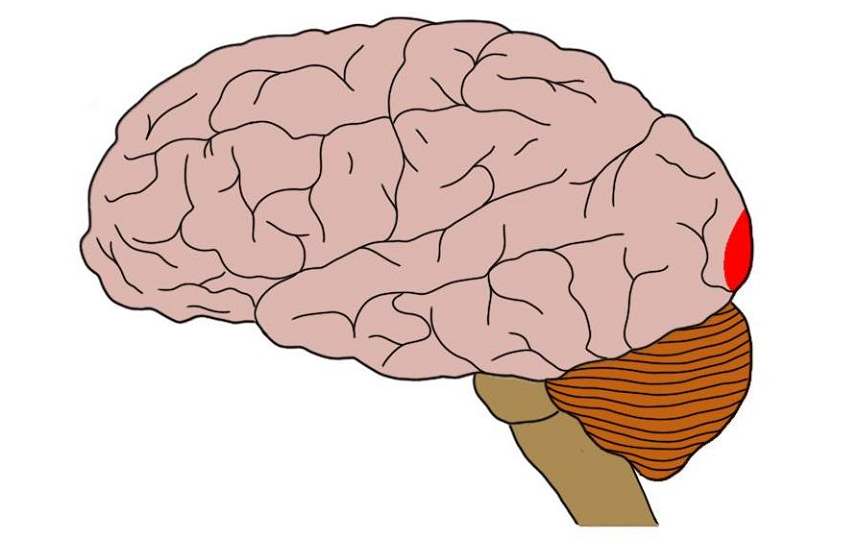 Primary visual cortex