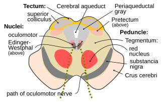 Red nucleus
