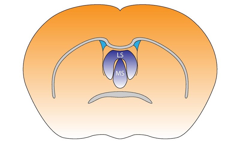 Septal nuclei