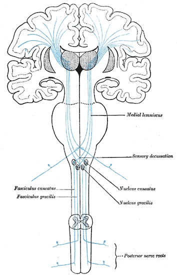 Somatosensory cortex