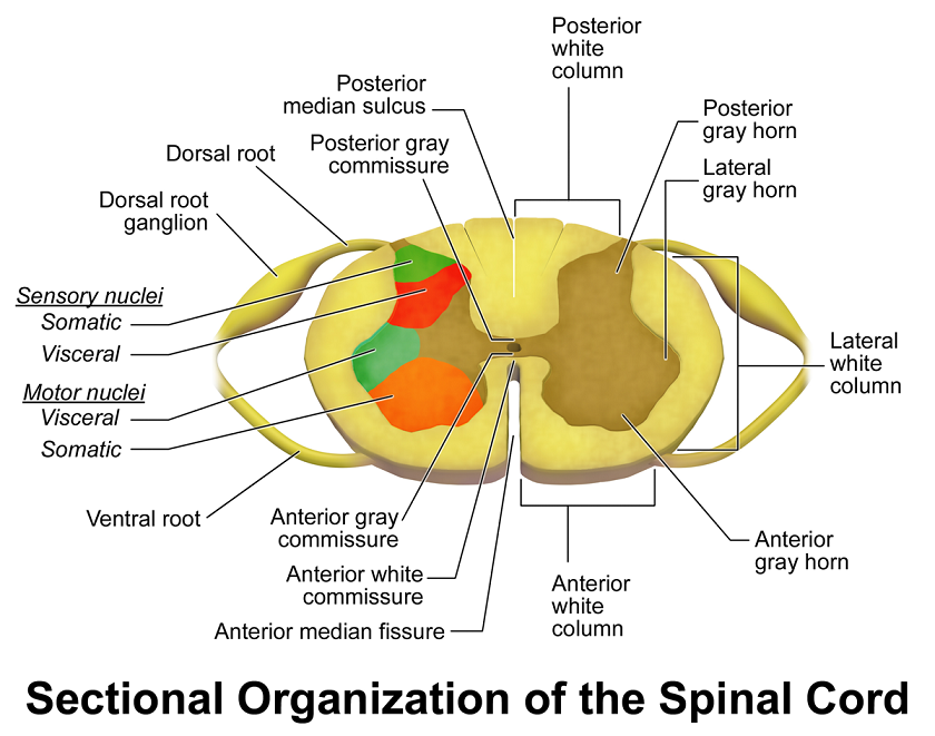 Spinal cord