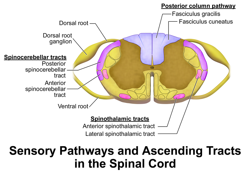 Spinothalamic tract