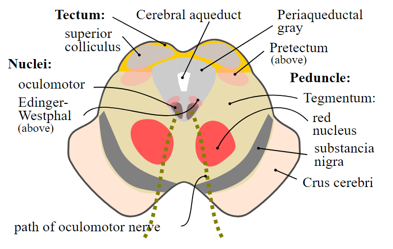 Superior colliculus