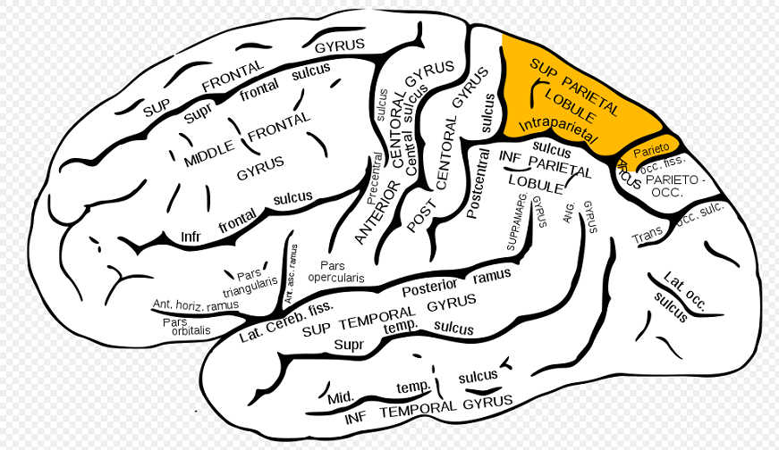 Superior parietal lobule
