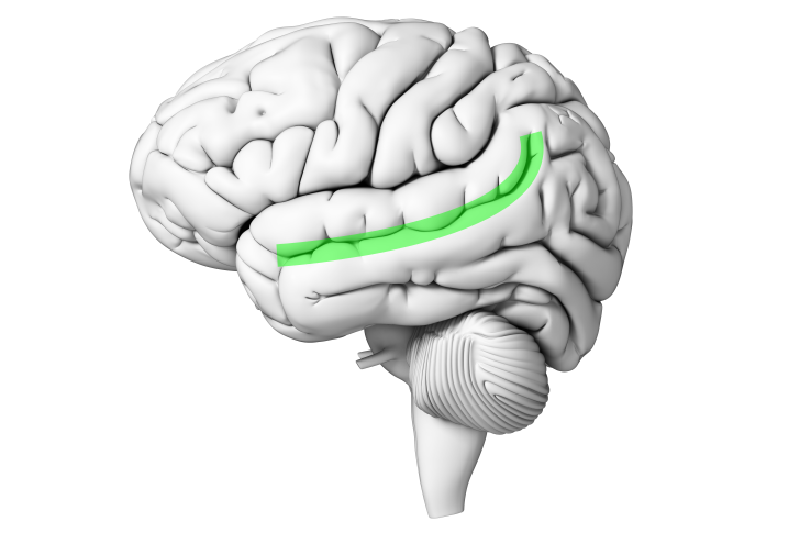 Superior temporal sulcus