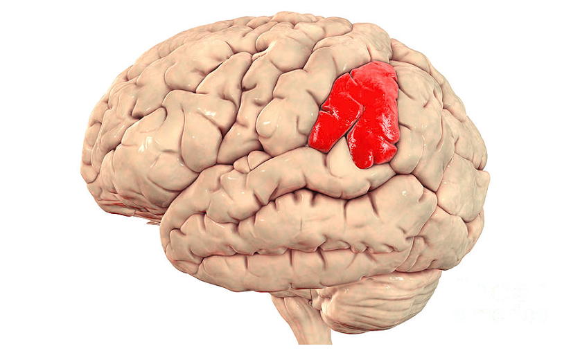 Supramarginal gyrus