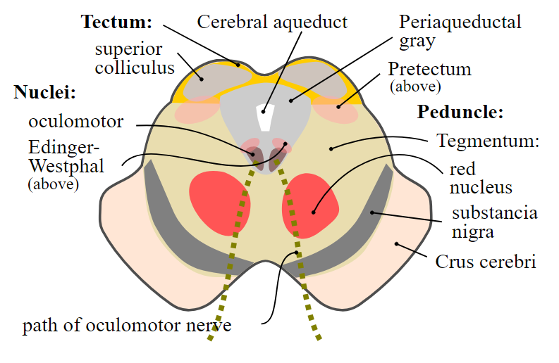 Tectum