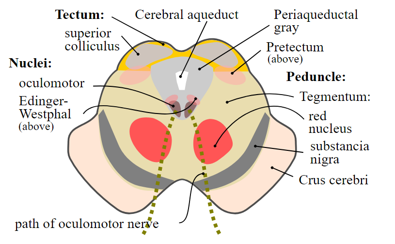 Tegmentum
