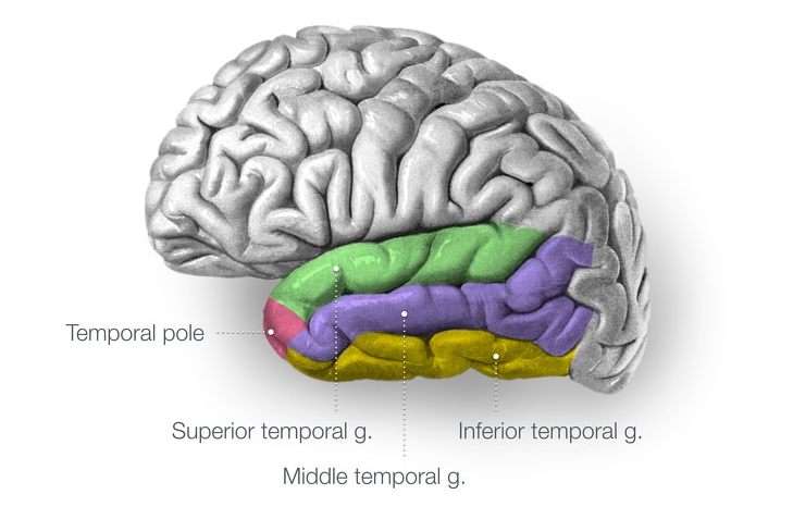 Temporal pole