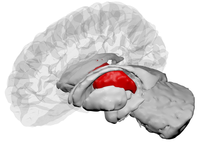 Thalamus