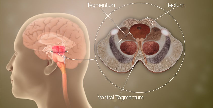 Ventral tegmental area
