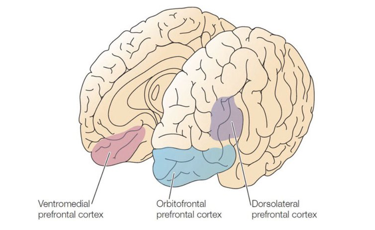 Ventromedial prefrontal cortex