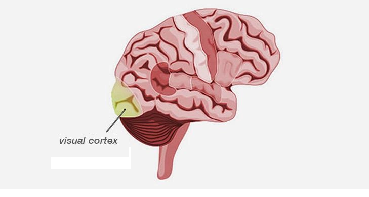 Visual cortex